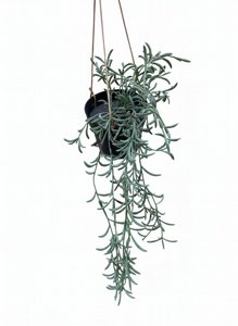 ������� ���� ����