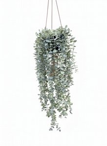 ������� ���� ������ ����