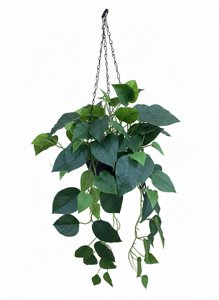 ��� ���� ���� ����